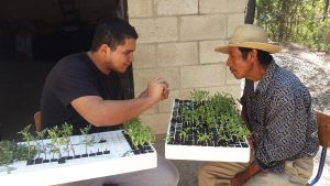 Erick Gutiérrez teaches grafting to farmers in the small Guatemalan village of San José Sigüila. Photos: Brenda Dawson, UC Davis
