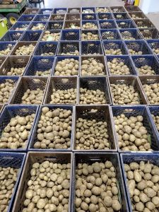 Many potatoes lay in rows of containers.