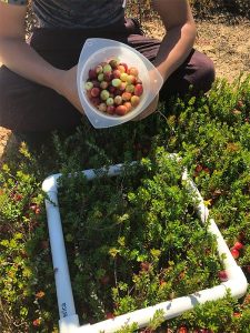 A person holds a small basket of berries.