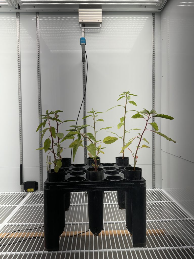 Seedlings grow in small containers together. They are in a growth chamber.