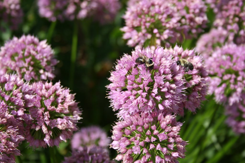 Two bumble bees land on a purple flower.