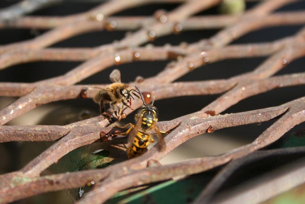 A bumble bee sticks her tongue out at a yellow jacket wasp.