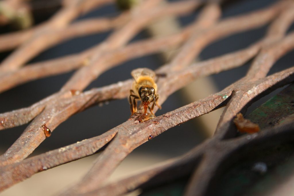 A honey bee sips from a drop of honey with its tongue.