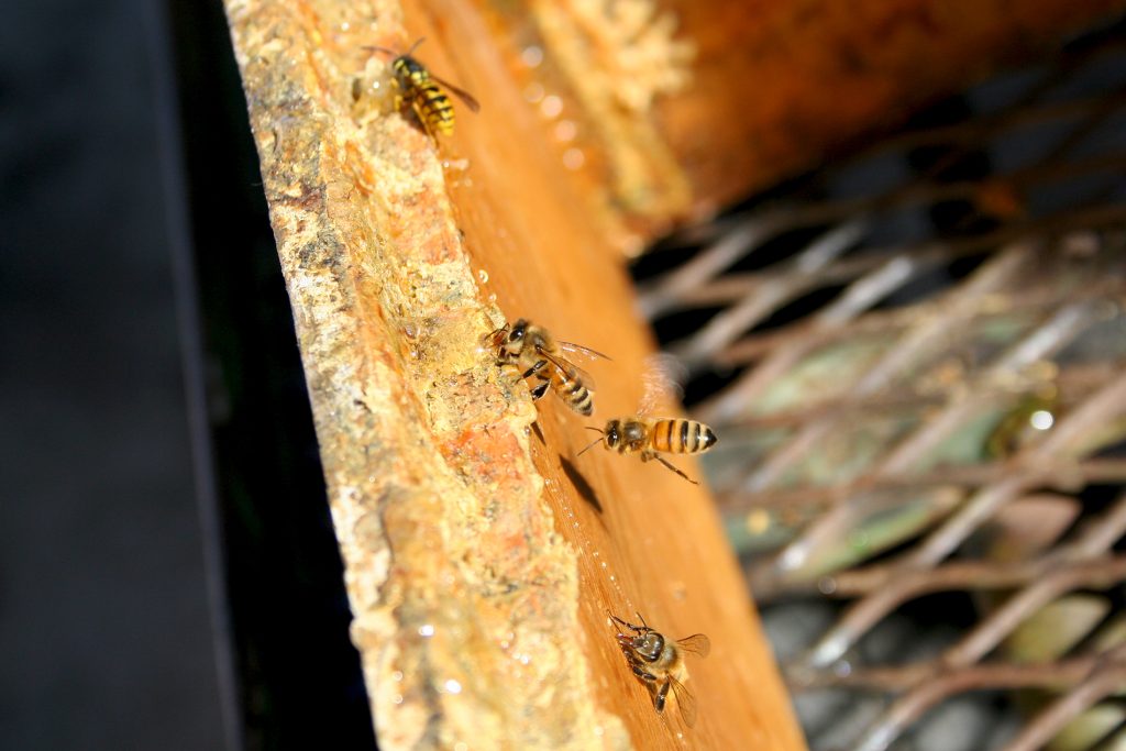 Three honey bees and a yellow jacket wasp collect honey left on a wood box.