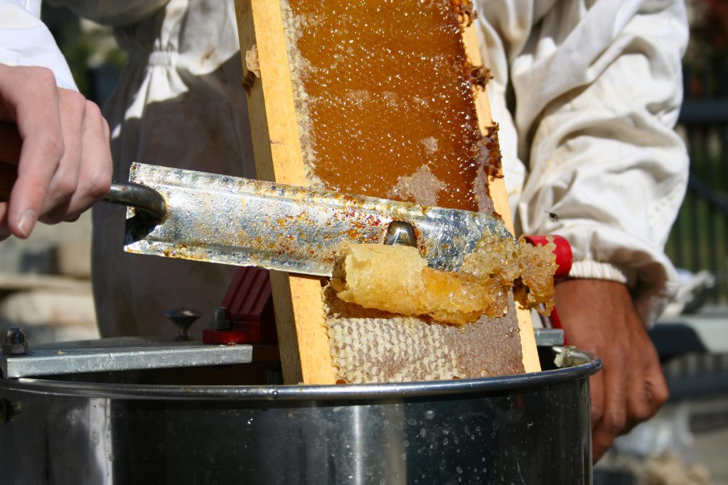 A person uses a metal looking knife to slice down a honeycomb frame. 