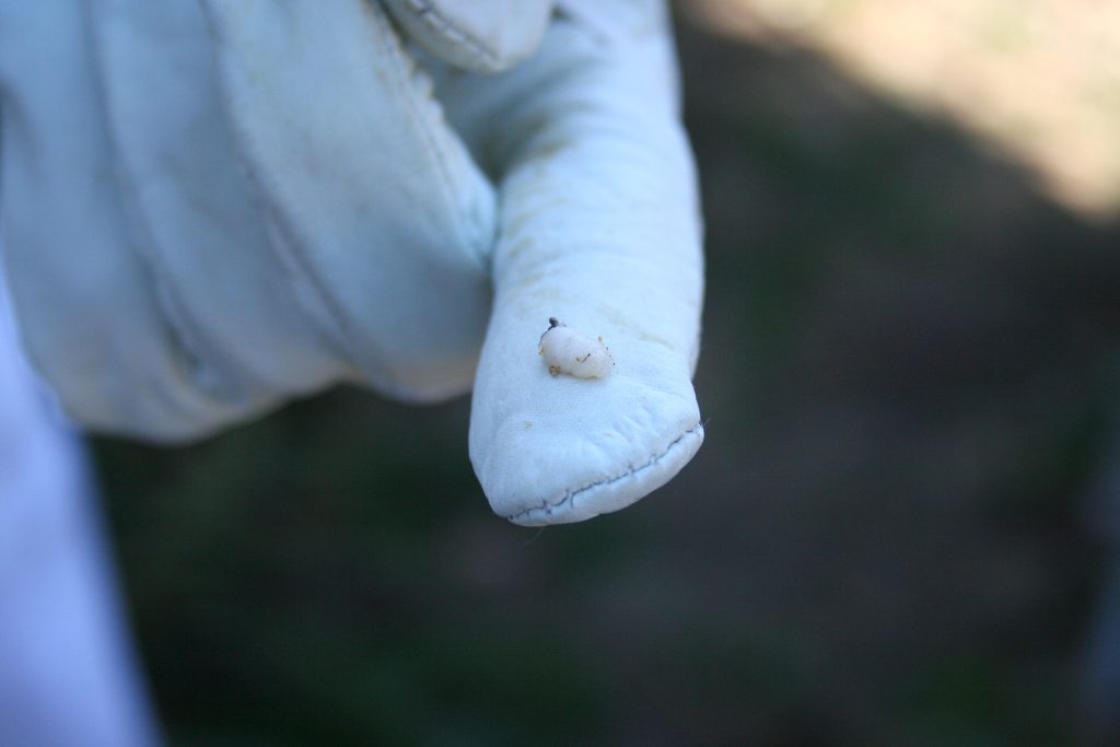 A person holds up a tiny white larva.