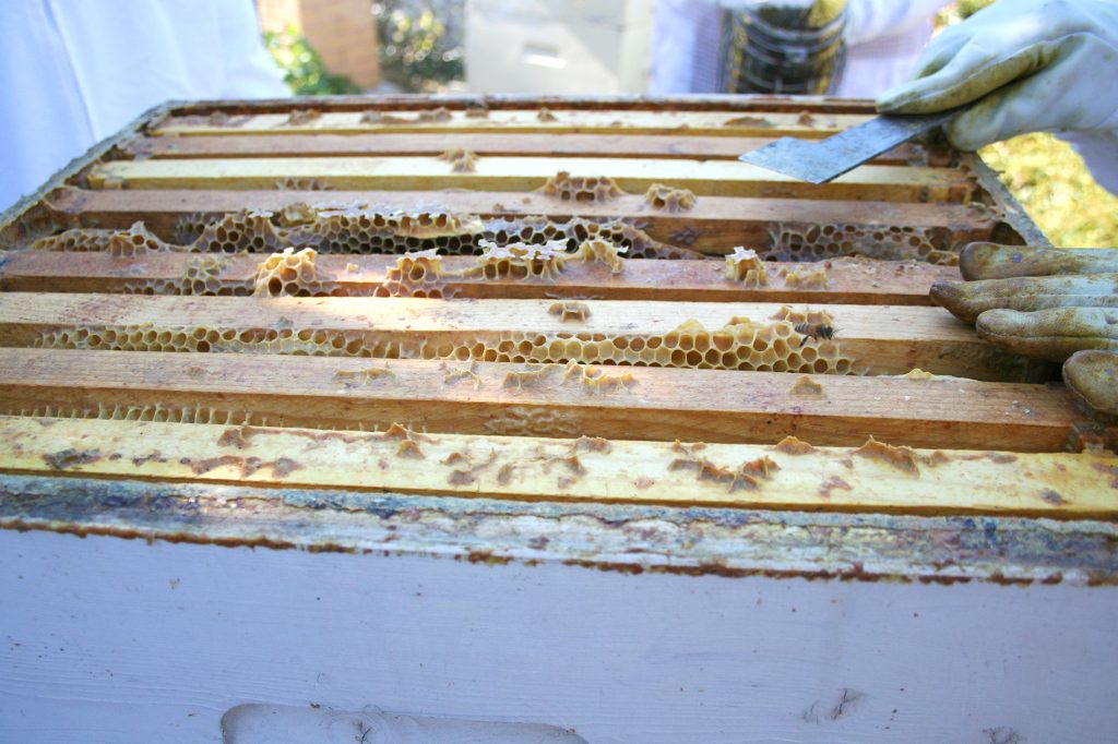 A person holds a metal tool over the opened honey bee hive.
