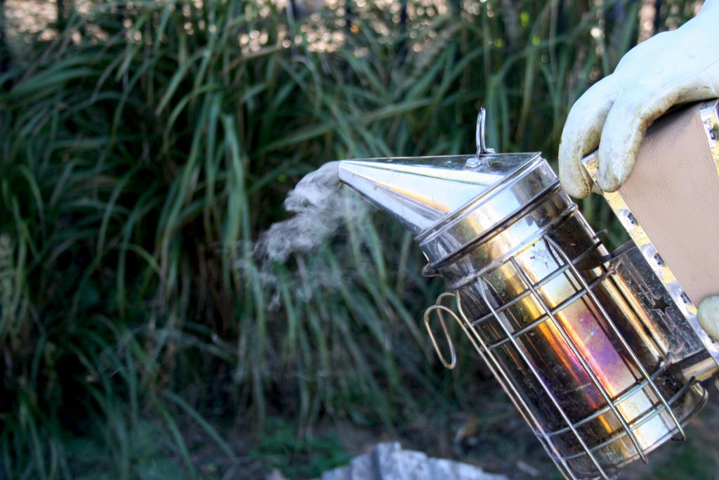 A person holds a hive smoker. A thin wisp of smoke escapes from the smoker.