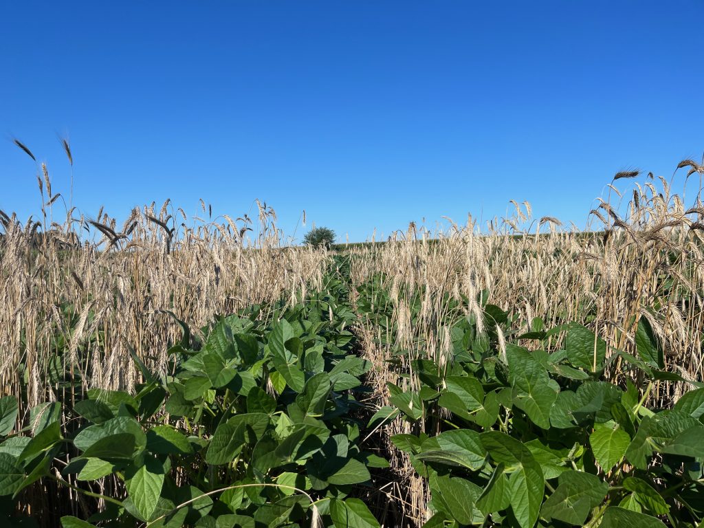 Plants grow in alternate rows in a field. One row is of tall, golden crops while the other row is of short, leafy greens.