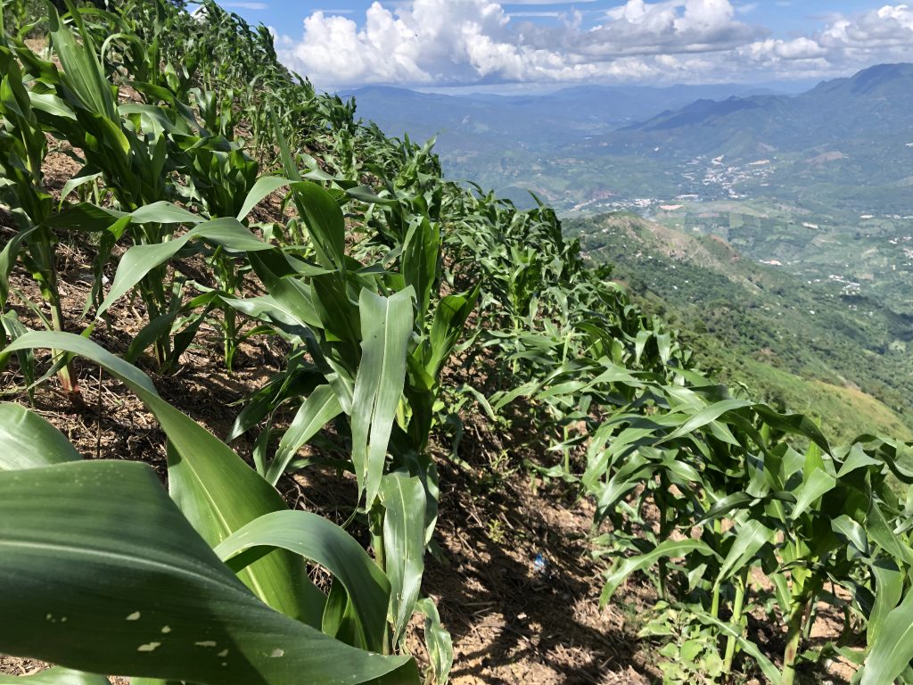 Corn grows on a steep mountainside under blue skies and puffy clouds.