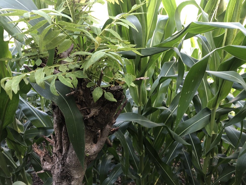 Thick green crops grow.