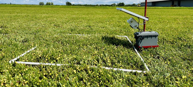A Raspberry Pi camera surveys a short patch of cranberries.