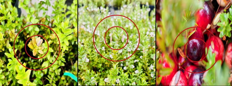 Three intricate images of cranberries at different developmental stages.