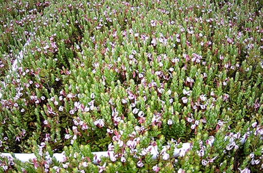 Small cranberry plants blossom.