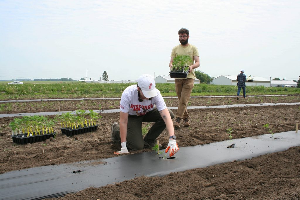One person plants a hemp seedling while another person carries a tray of hemp.