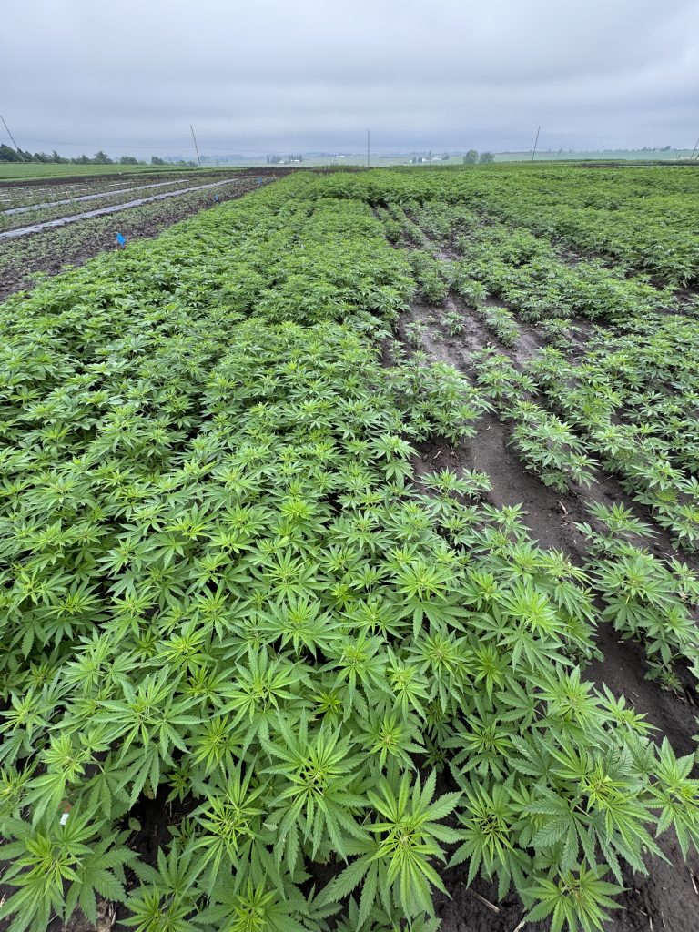 Tiny hemp plants grow in rows.