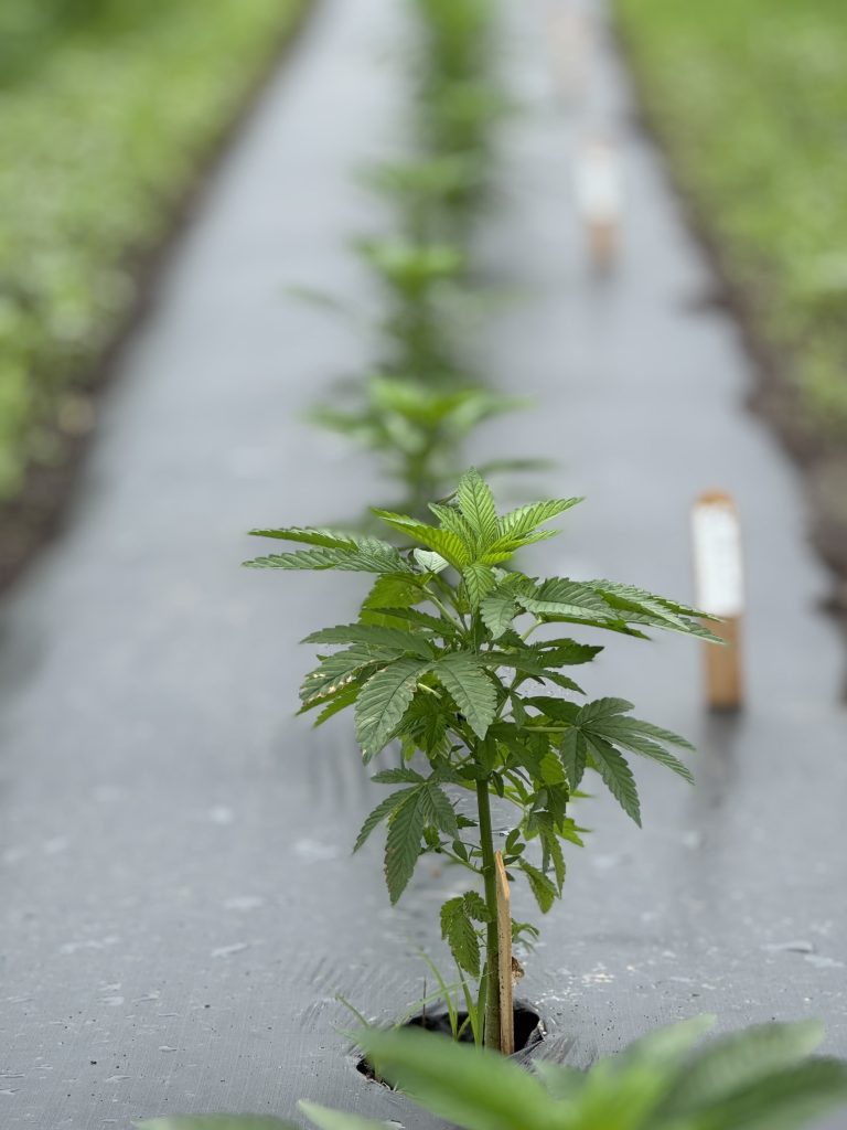 A small hemp plant sprouts.