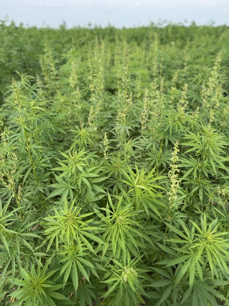 A thick forest of hemp plants.