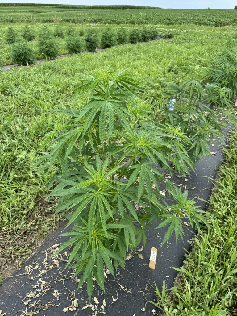 A healthy hemp plant in a field.