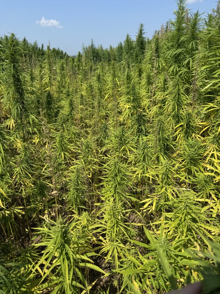 A thick forest of yellowing hemp plants.