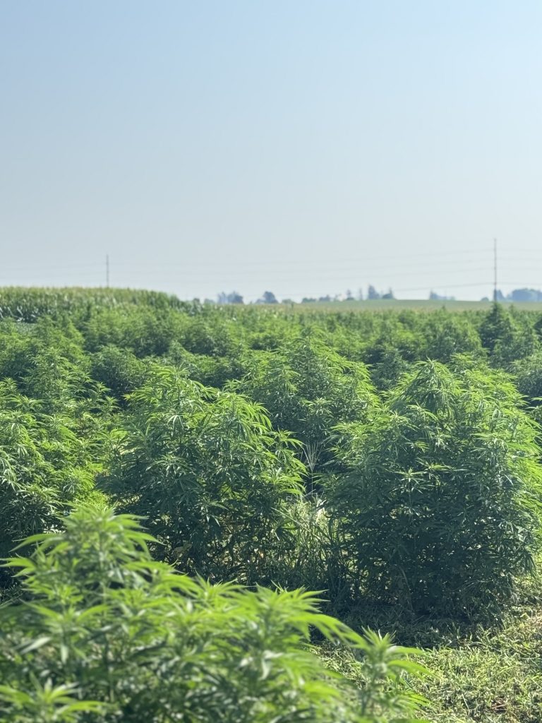 Bushes of hemp plants in a field.