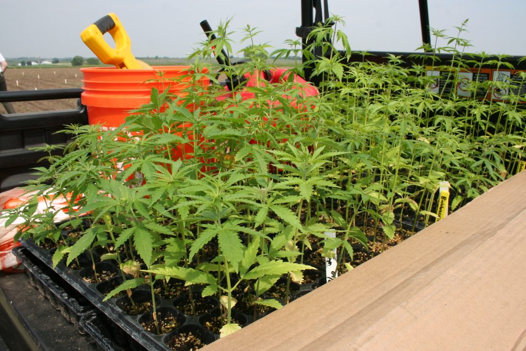 A few trays of hemp plants in the back of a cart.