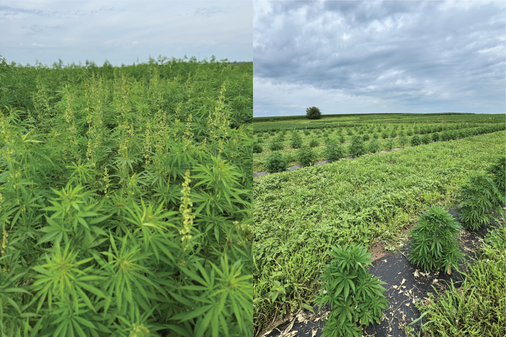 On the left, hemp grows thick like a forest. On the right, hemp grows in neatly organized bushes.