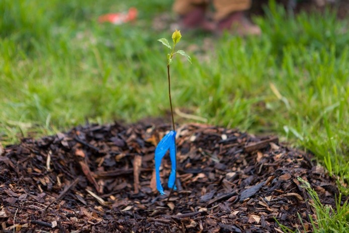 A tiny sapling sprouts.