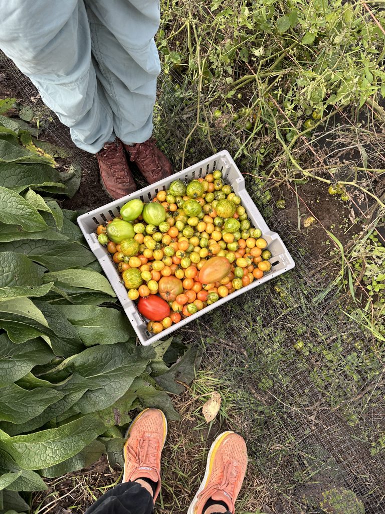 Two people stand with a bucket of tomatoes.