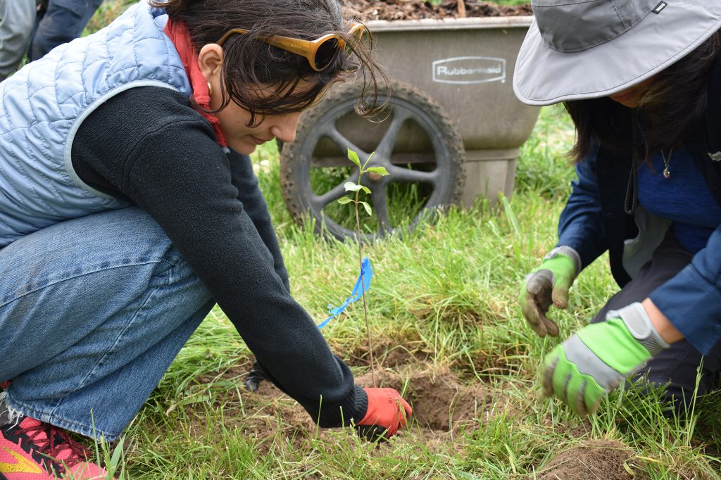Two people sit and plant a sapling in the ground.