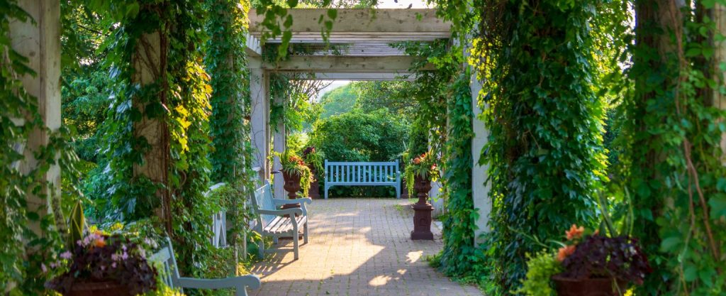 Archways covered in vines.