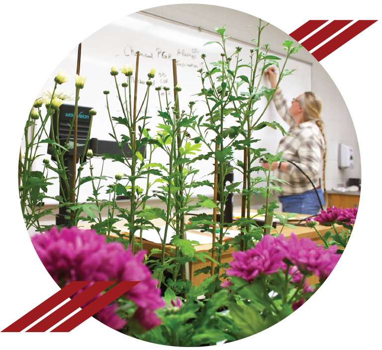Plants are in the foreground and a person writes on a whiteboard in the background.