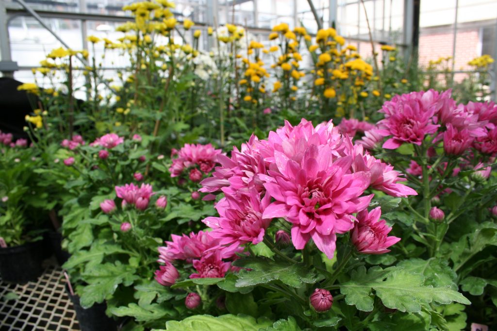 Pink flowers grow in a greenhouse.