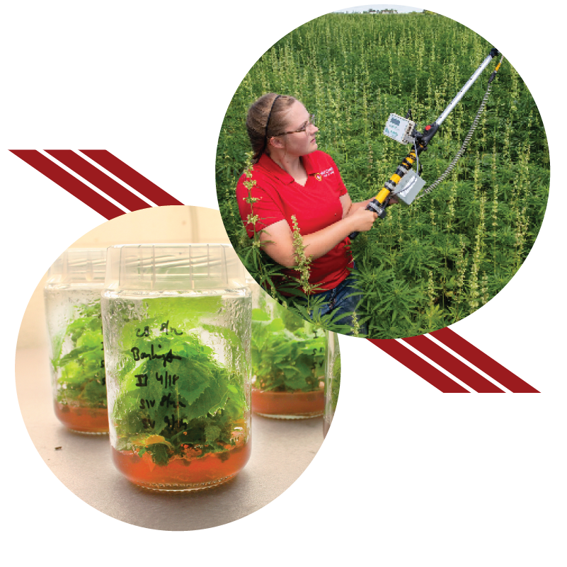 Graphic of two circles with red lines. In one circle, a person scans a field. In the other, plants grow in jars under grow lights.