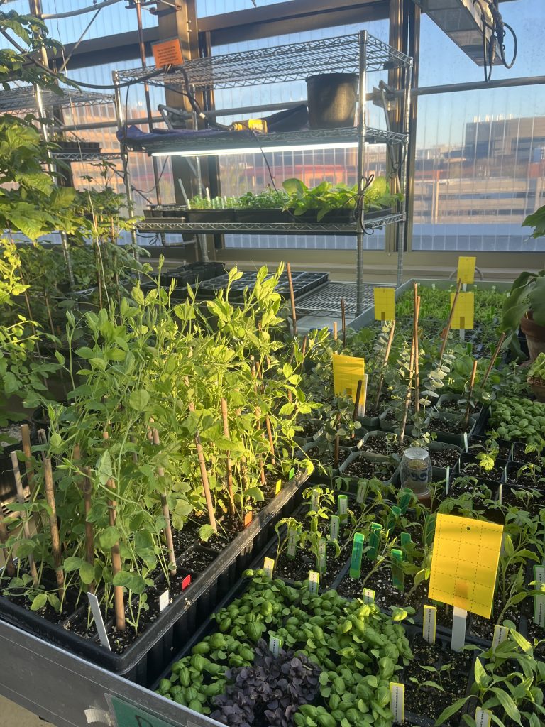Trays of seedlings in a greenhouse.