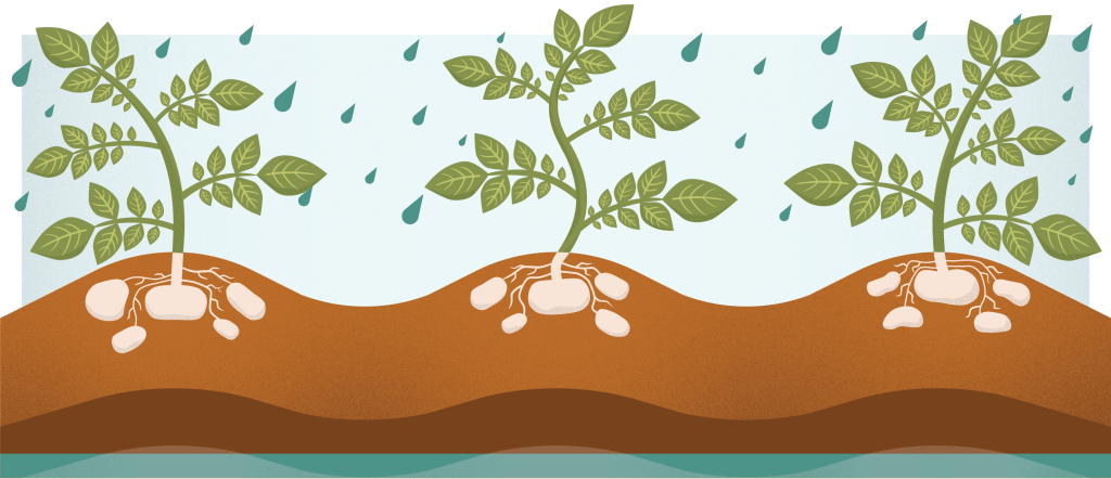 Illustration of rain fall on potato plants.