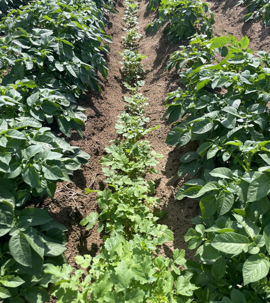 Yellow mustard grows between rows of potatoes. 