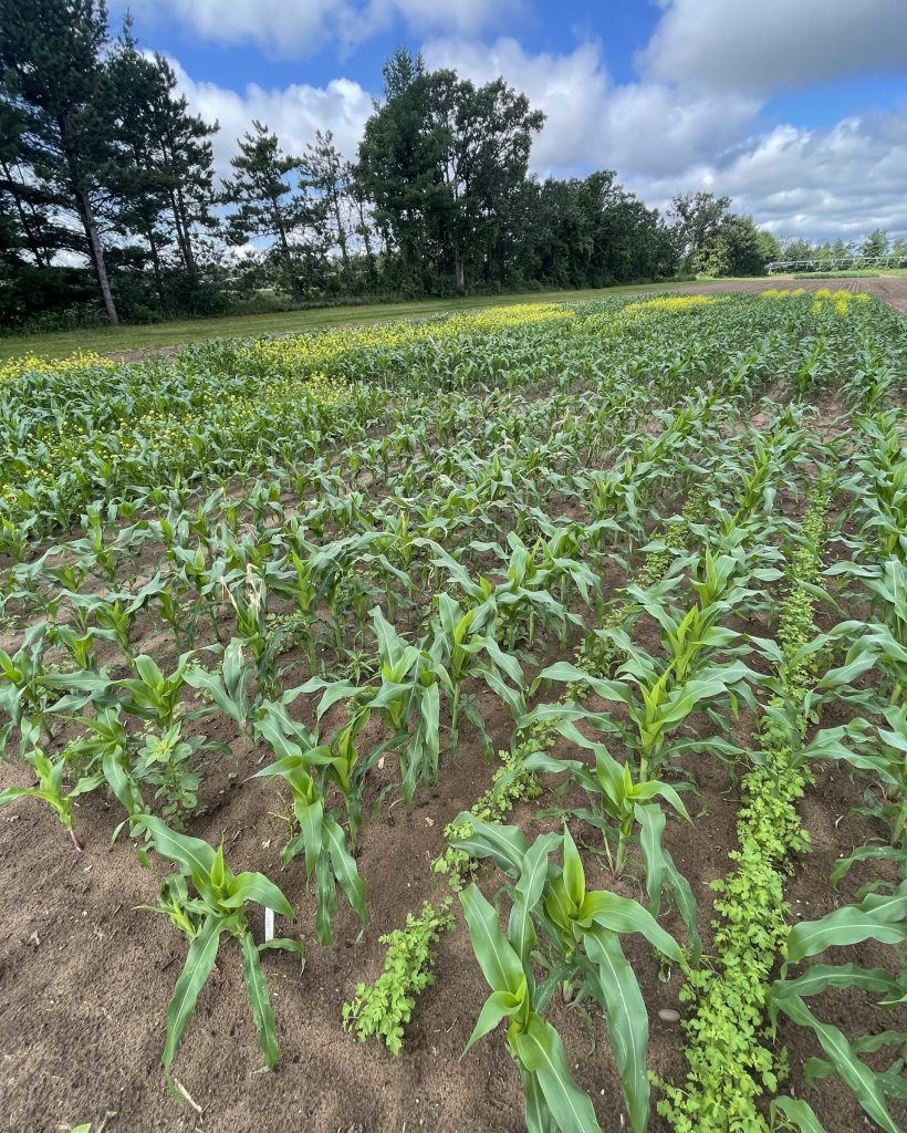 On a sunny day, corn and a small intercrop grow together.