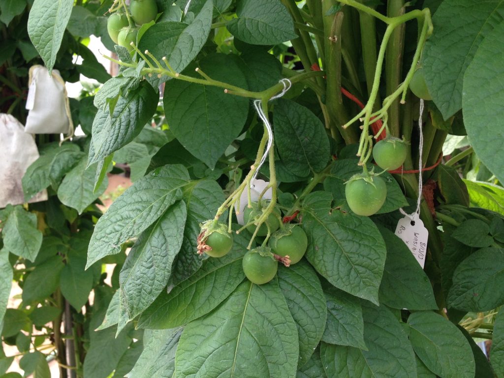 A plant grows with large, green berries that weigh down the stem.