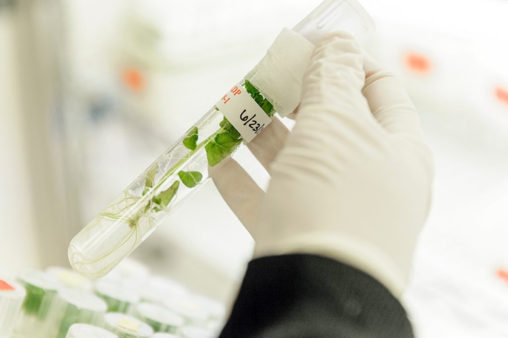 A person wearing a glove holds a test tube with a small plant growing in it.