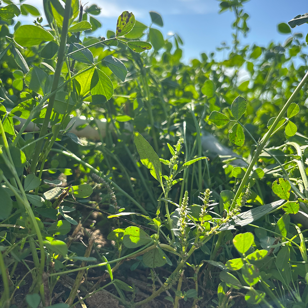 A group of alfalfa plants grow in the field. A very small waterhemp plant goes to flower.