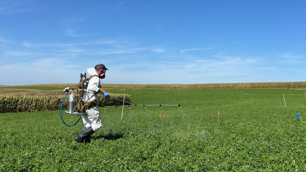A person in a protective suit sprays a field of alfalfa.